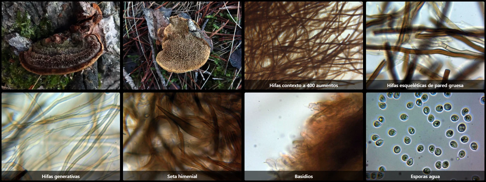 Microscopía de Porodaedalea pini