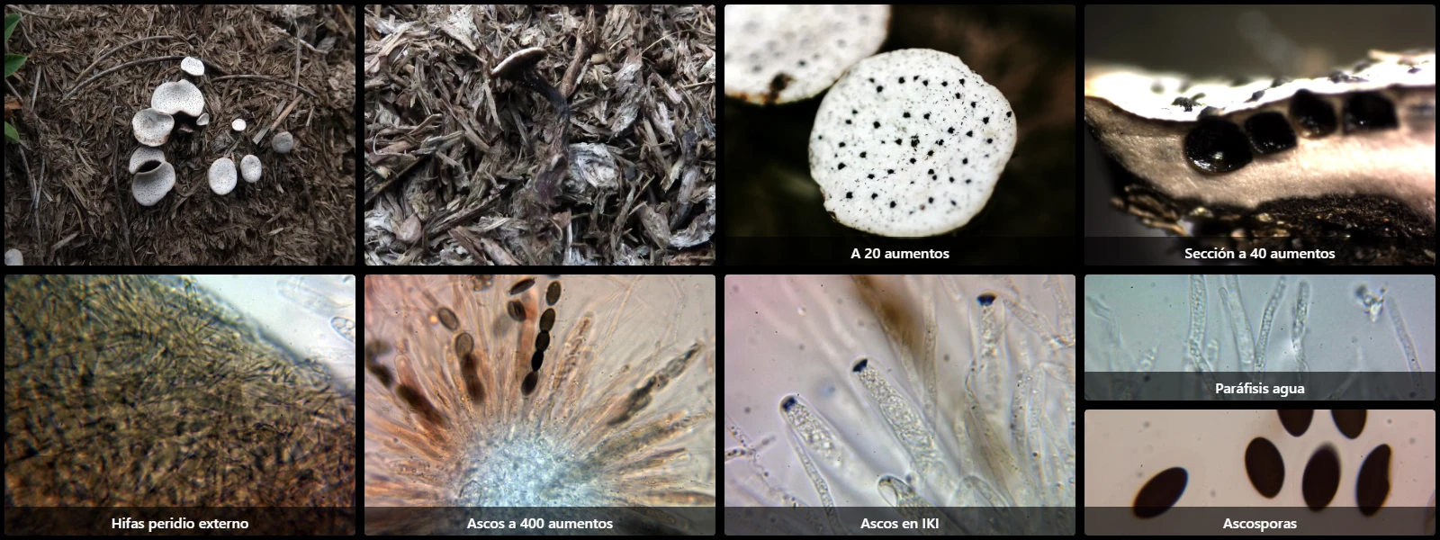 Microscopía de Poronia punctata