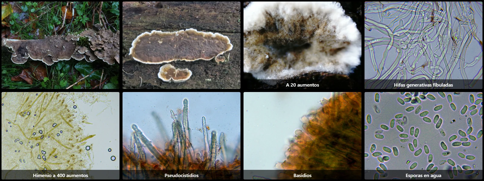 Microscopía de Porostereum spadiceum