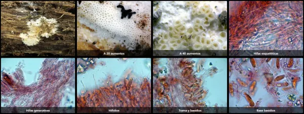 Microscopía de Porotheleum fimbriatum