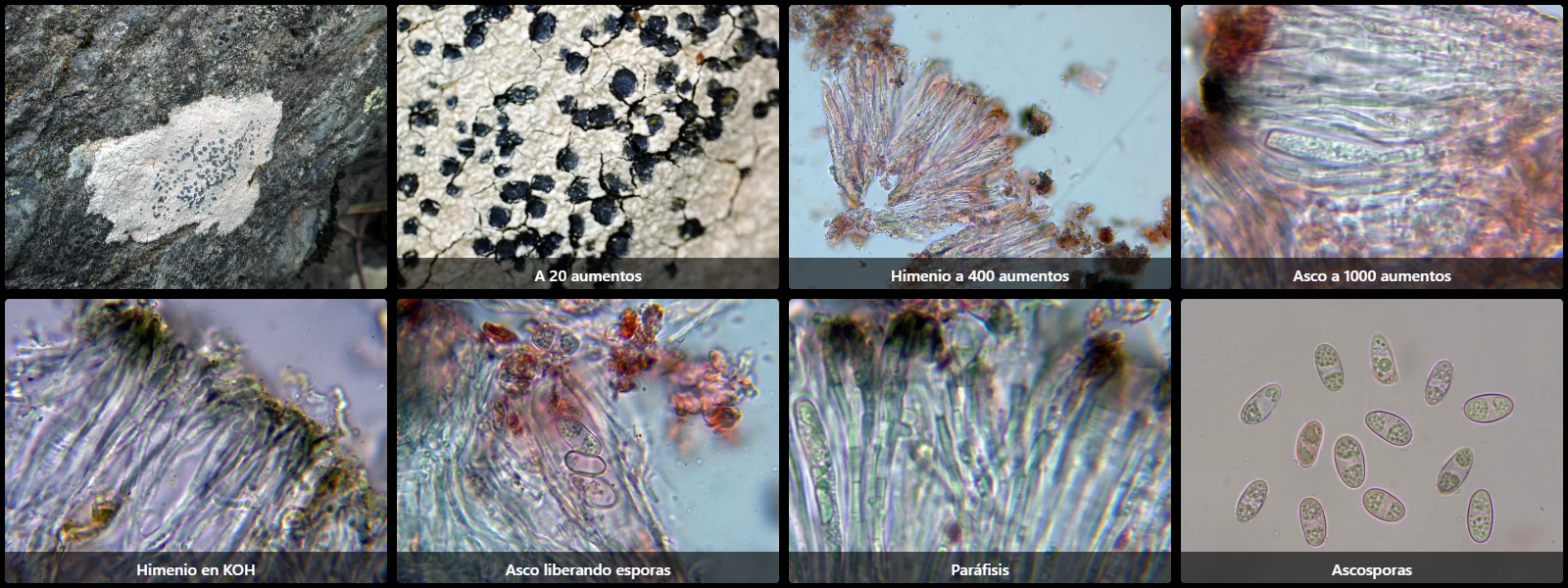 Microscopía de Porpidia crustulata