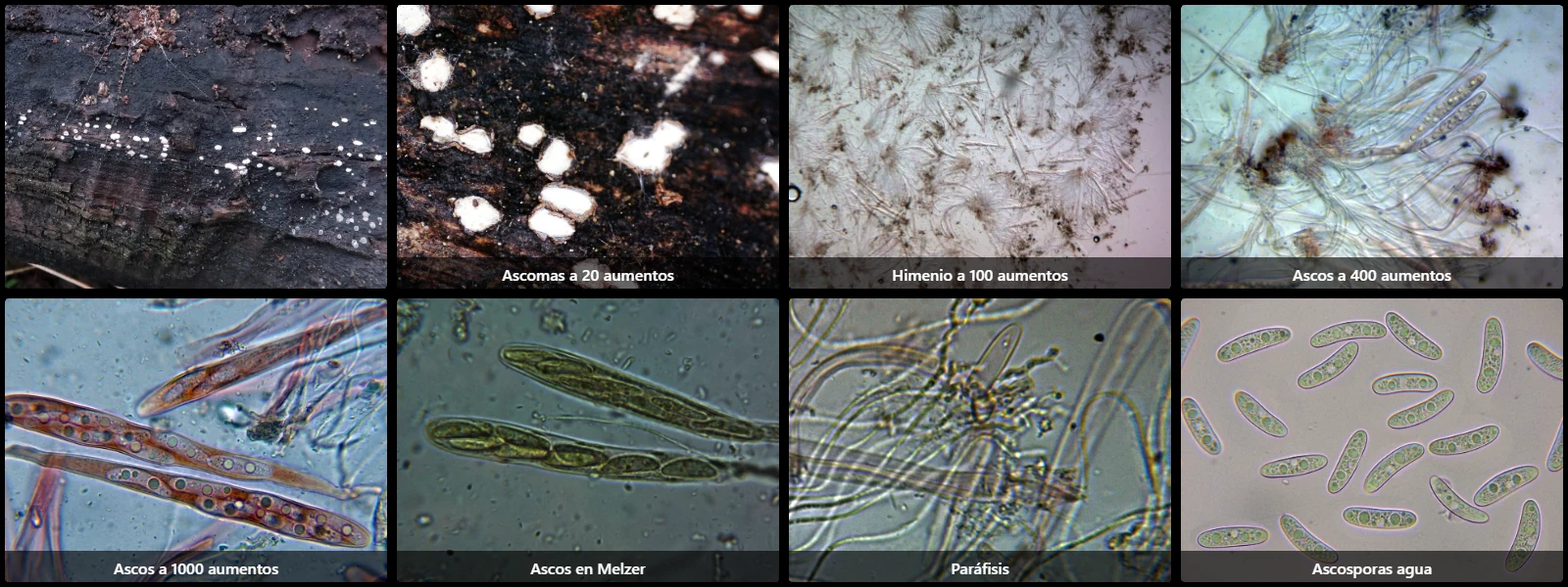 Microscopía de Propolis farinosa