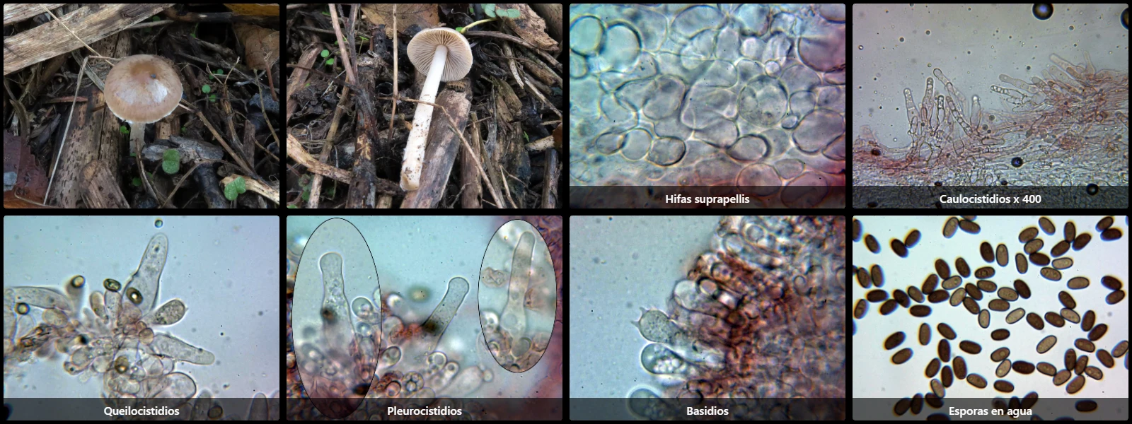 Microscopía de Psathyrella arenosa