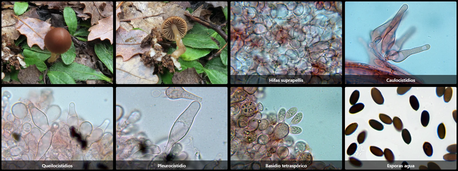 Microscopía de Psathyrella calcarea
