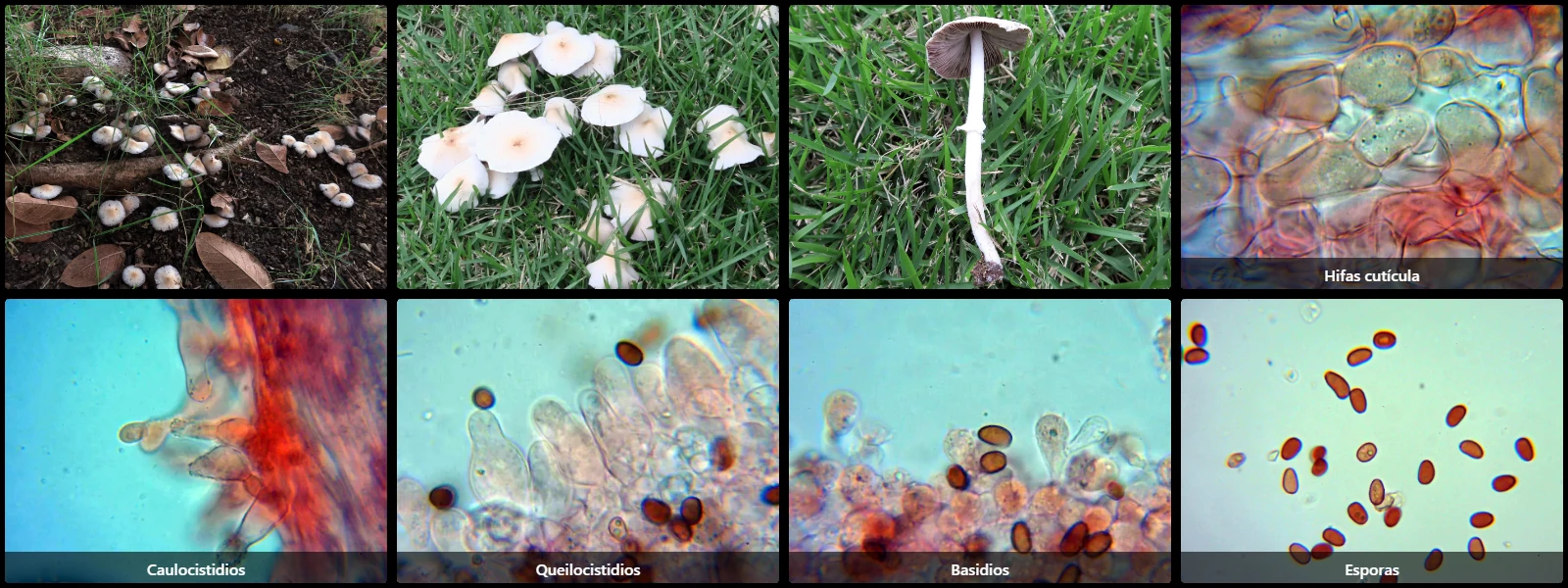 Microscopía de Psathyrella murrillii