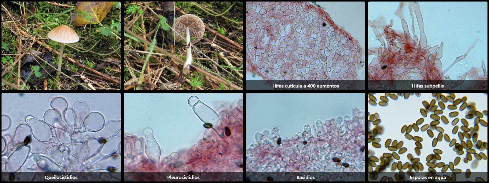 Microscopía de Psathyrella noli-tangere