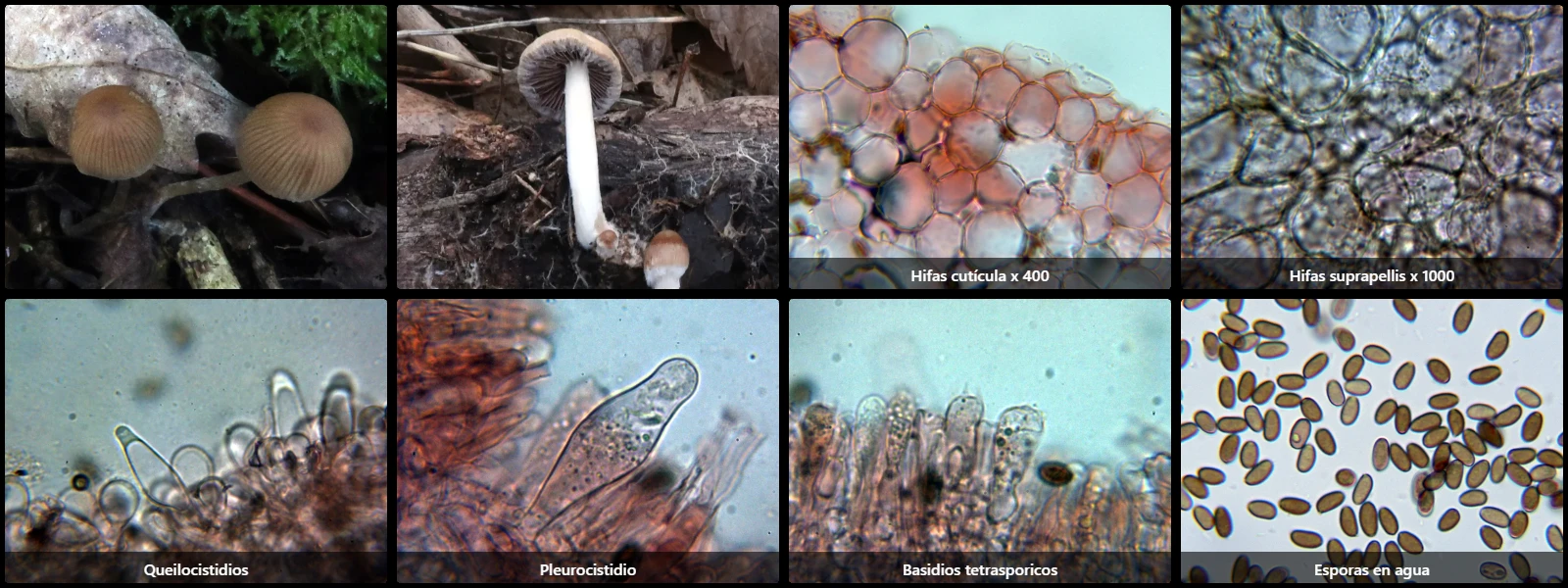 Microscopía de Psathyrella obtusata