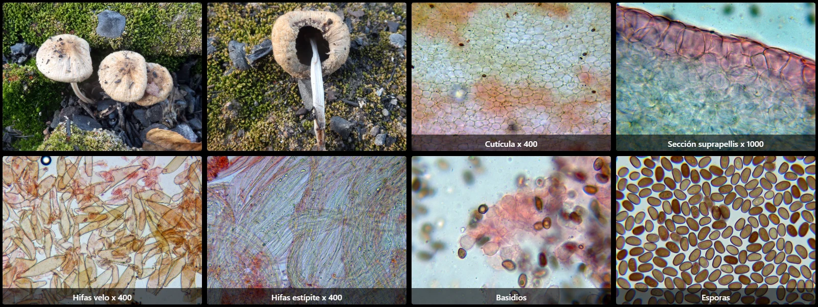 Microscopía de Psathyrella pennata