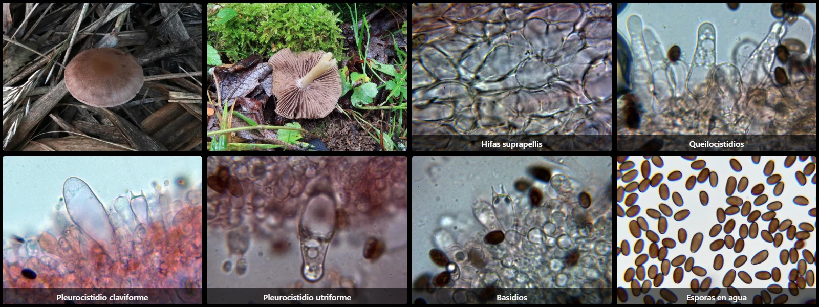 Microscopía de Psathyrella spadiceogrisea