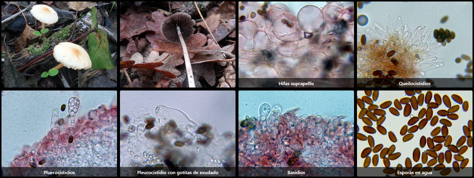 Microscopía de Psathyrella tephrophylla