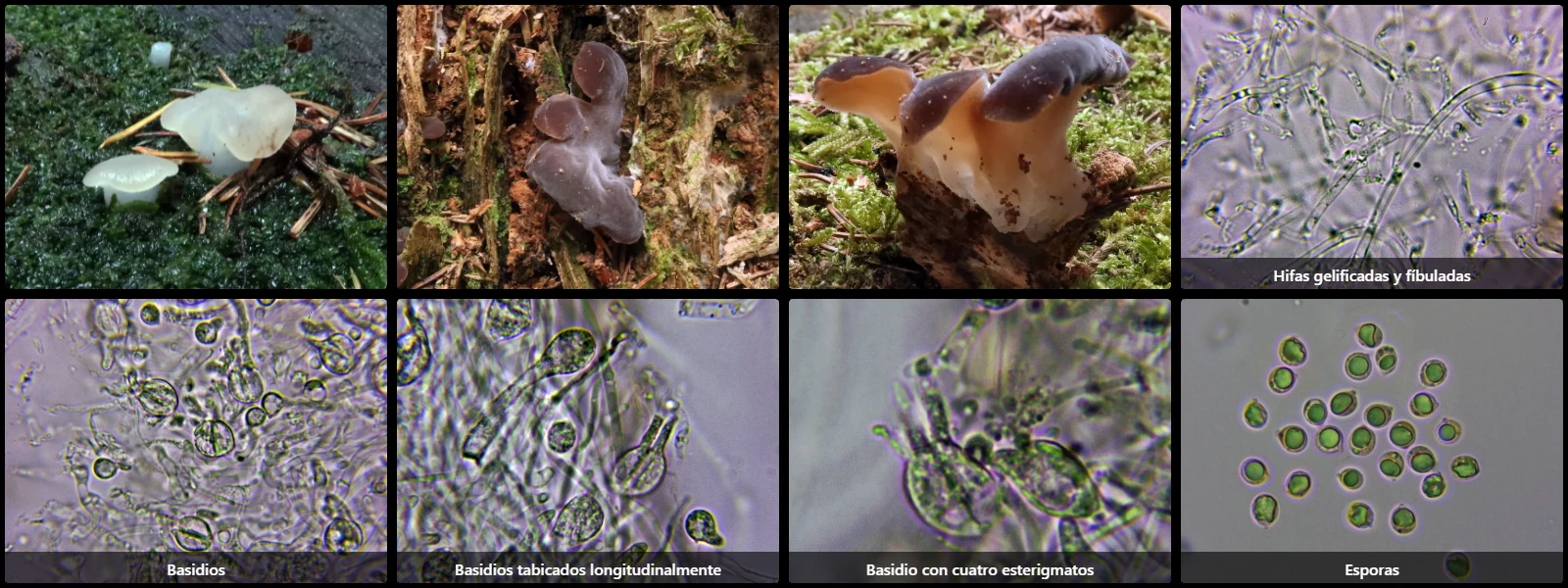 Microscopía de Pseudohydnum gelatinosum