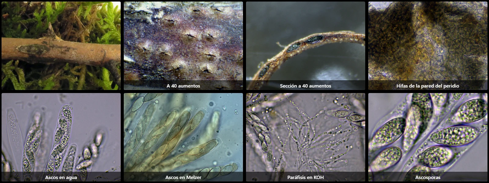 Microscopía de Pseudomassaria sepincoliformis