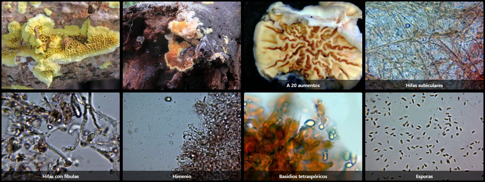 Microscopía de Pseudomerulius aureus