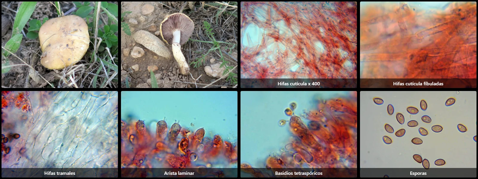 Microscopía de Psilocybe coronilla