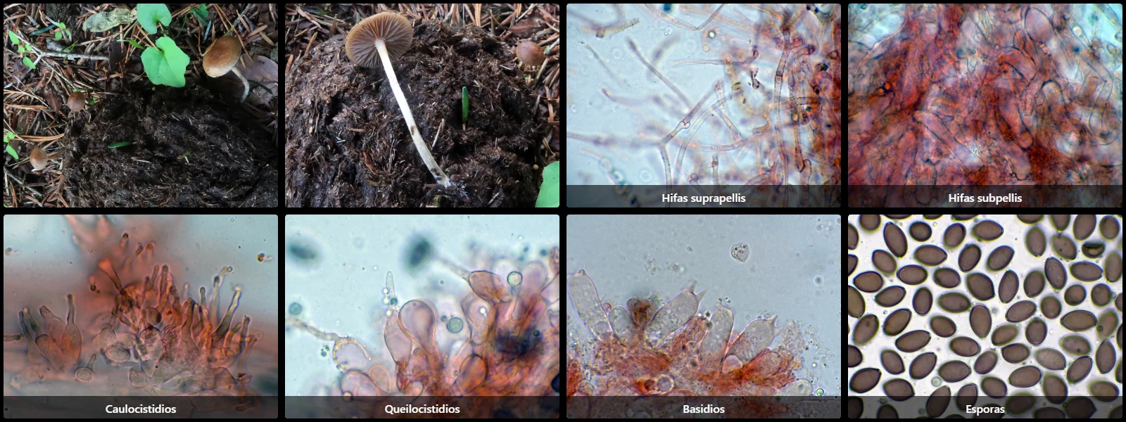 Microscopía de Psilocybe fimetaria