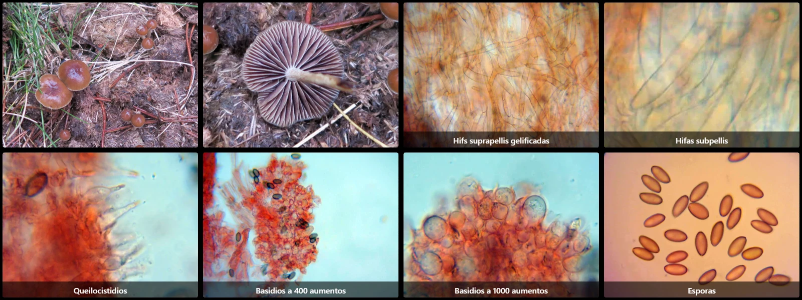 Microscopía de Psilocybe liniformans