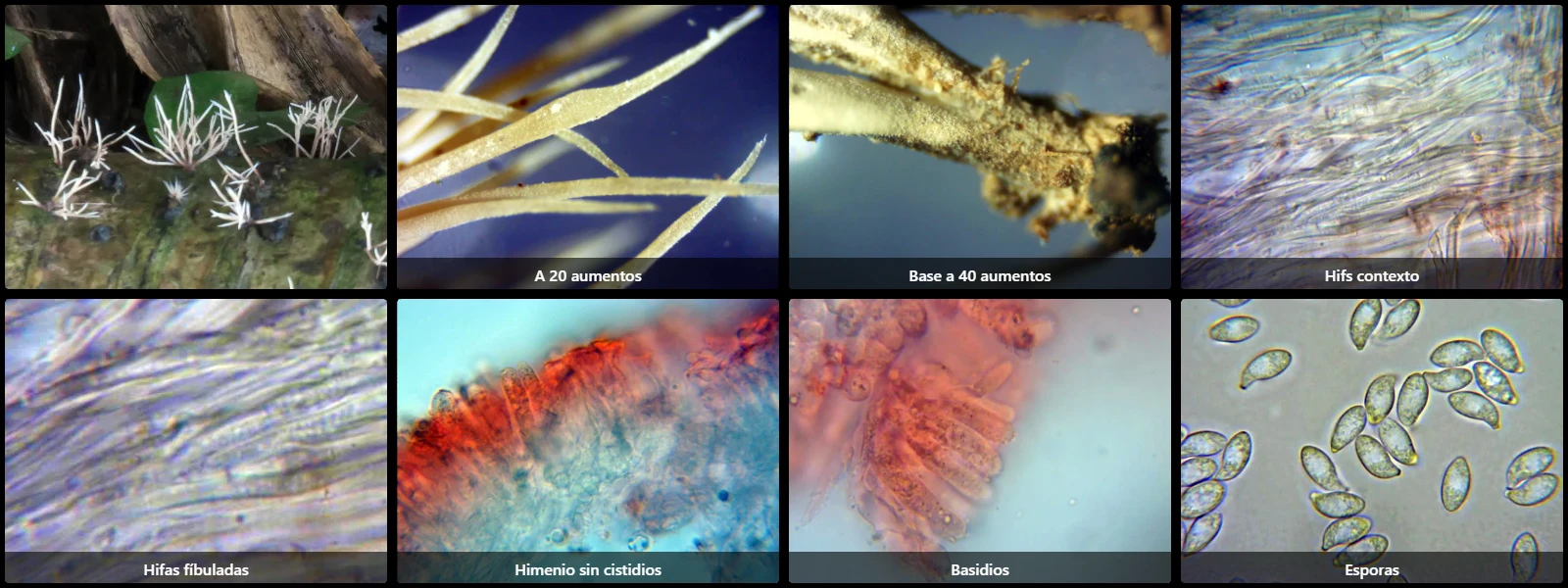 Microscopía de Pterulicium gracile
