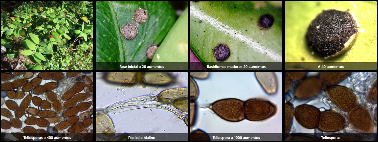Microscopía de Puccinia buxi