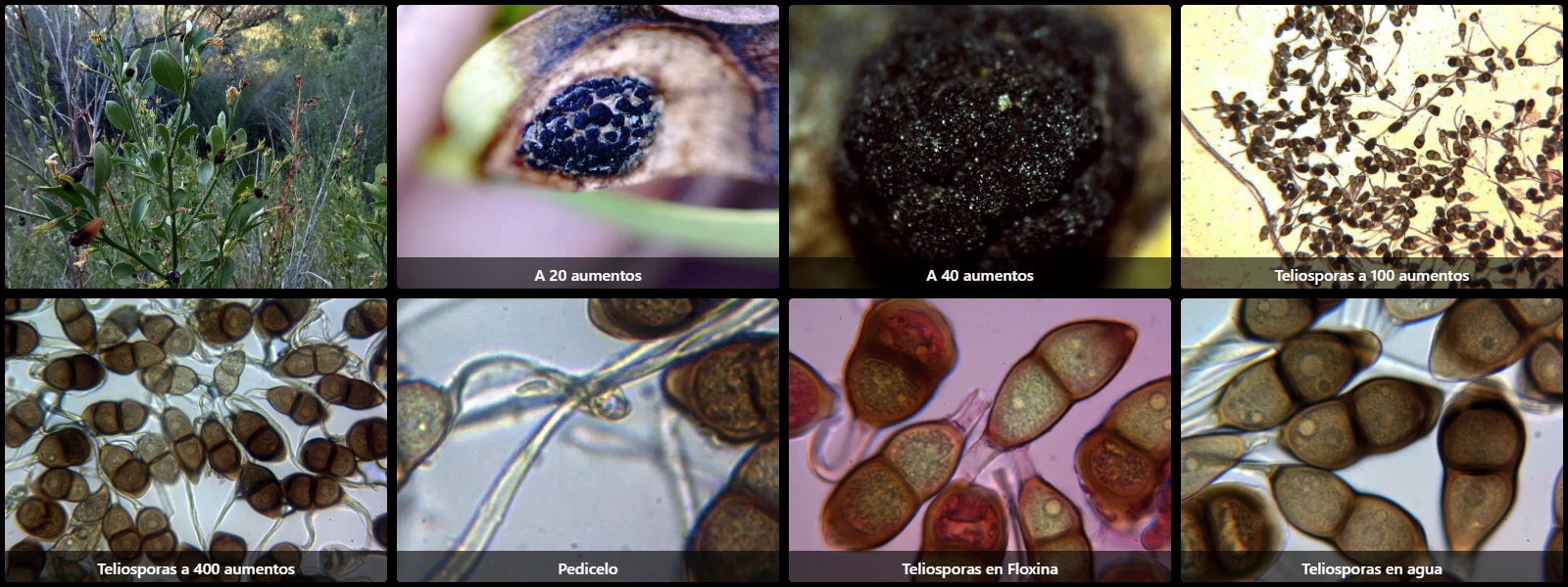 Microscopía de Puccinia jasmini