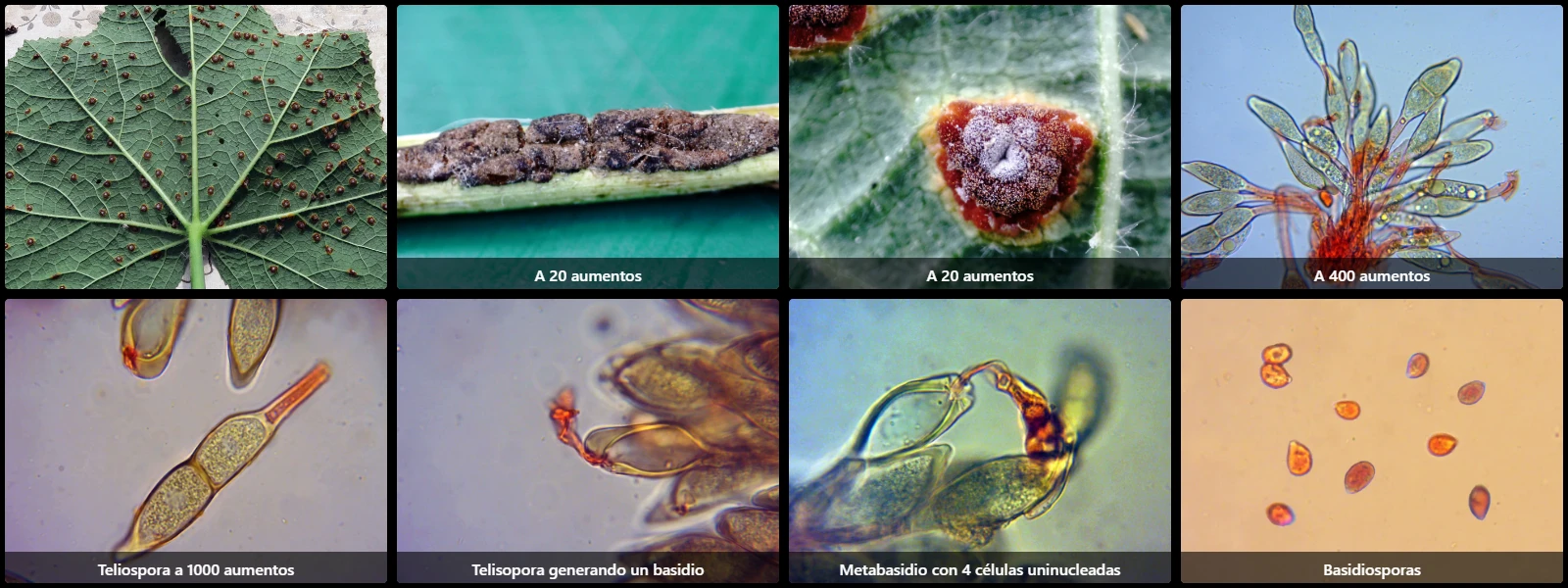 Microscopía de Puccinia malvacearum