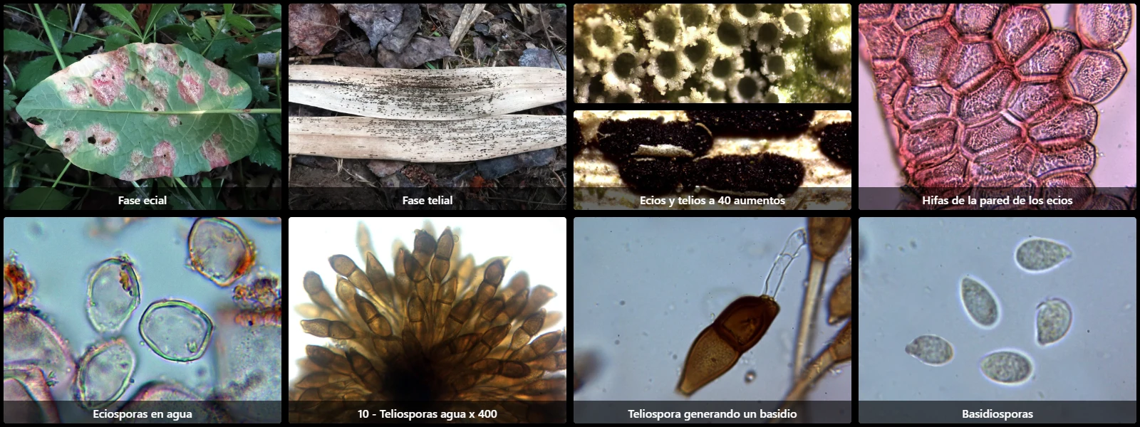 Microscopía de Puccinia phragmitis