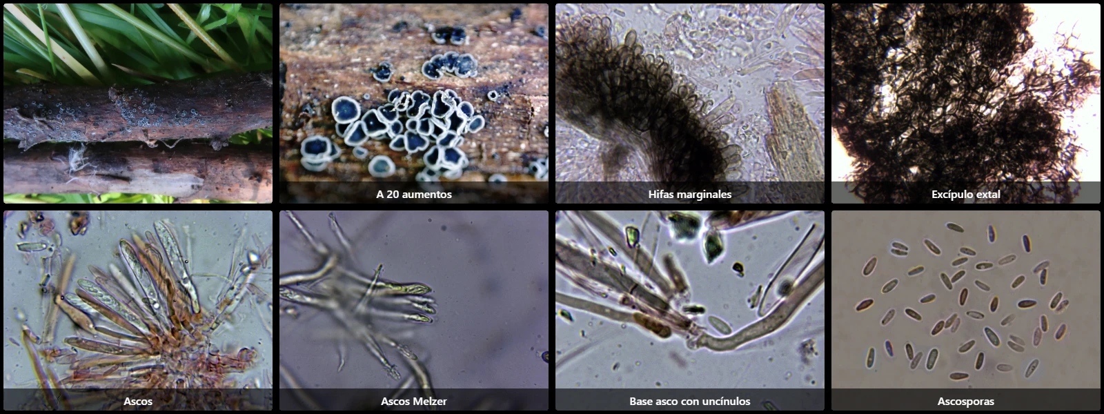 Microscopía de Pyrenopeziza chamaenerii
