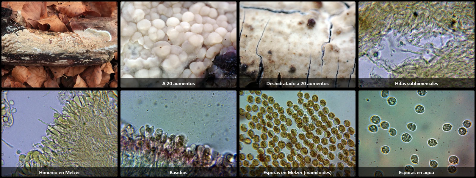 Microscopía de Radulomyces confluens