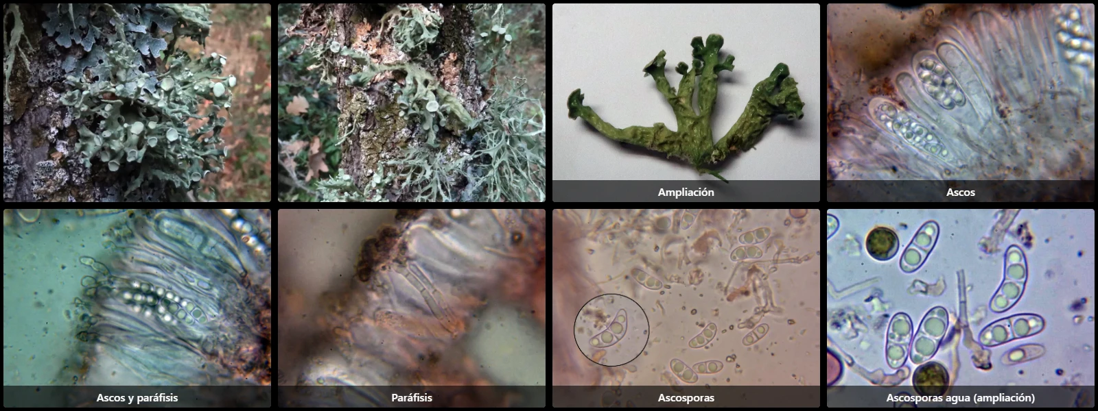 Microscopía de Ramalina sinensis