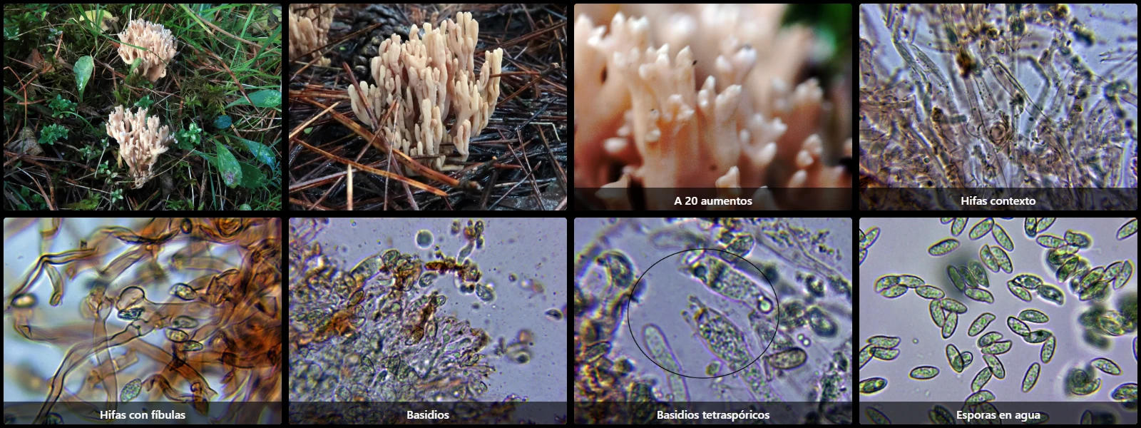 Microscopía de Ramaria suecica