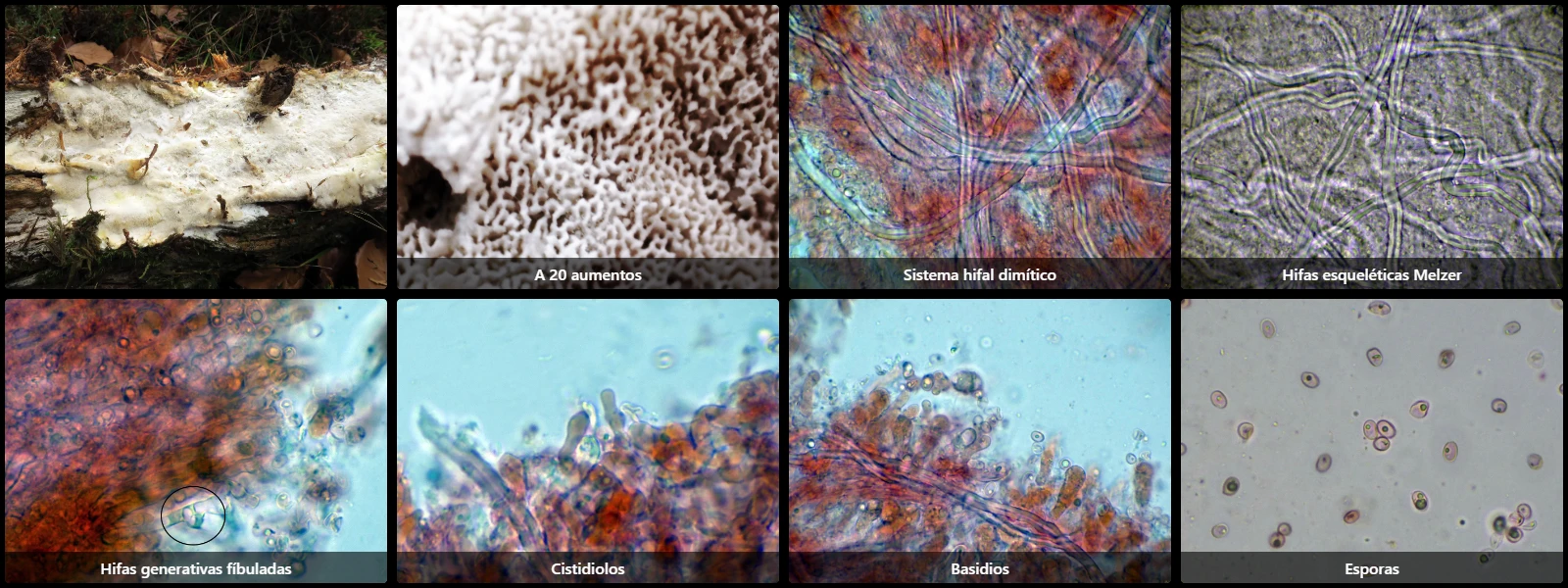 Microscopía de Resinoporia cretacea