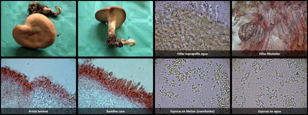 Microscopía de Rhizocybe vermicularis