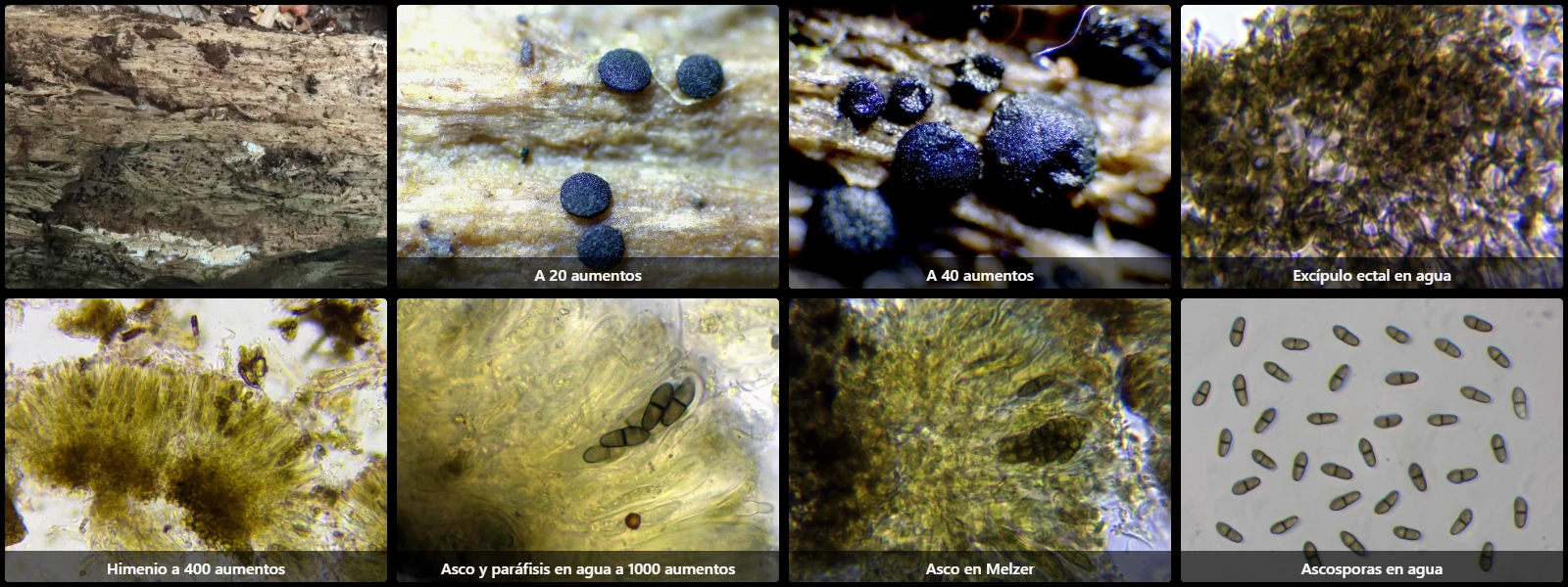 Microscopía de Rhizodiscina lignyota
