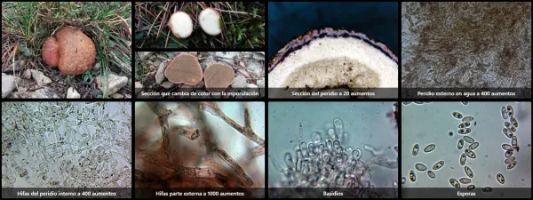 Microscopía de Rhizopogon roseolus