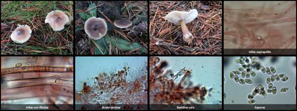 Microscopía de Rhodocollybia butyracea