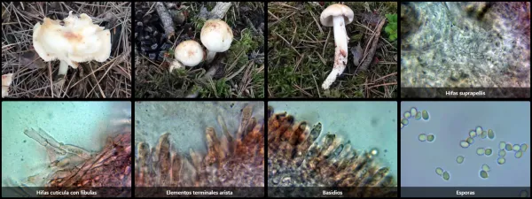 Microscopía de Rhodocollybia maculata