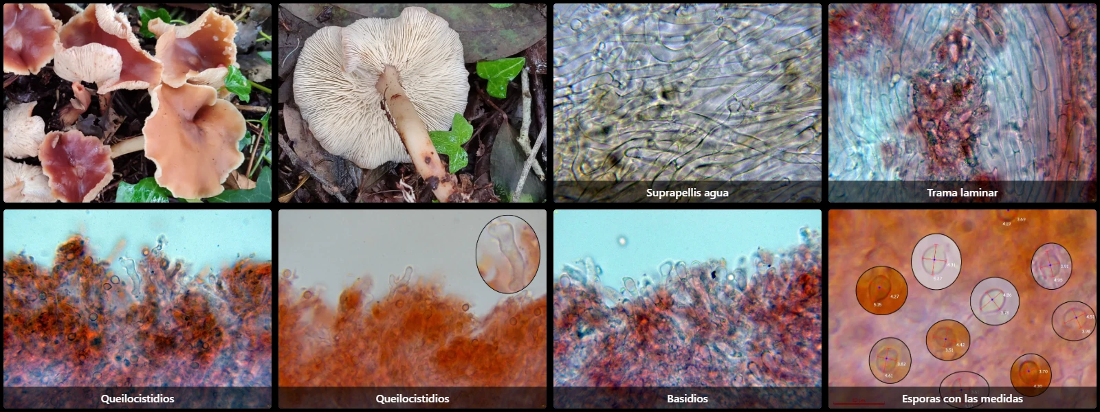 Microscopía de Rhodocollybia prolixa