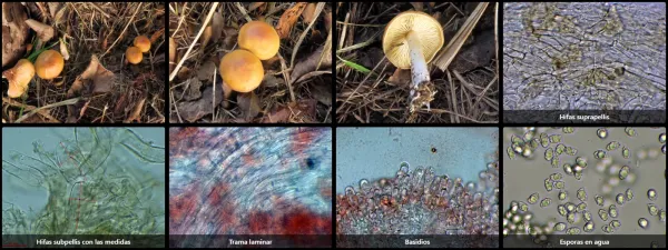 Microscopía de Rhodocybe dominicana
