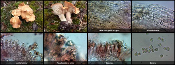 Microscopía de Rhodocybe truncata