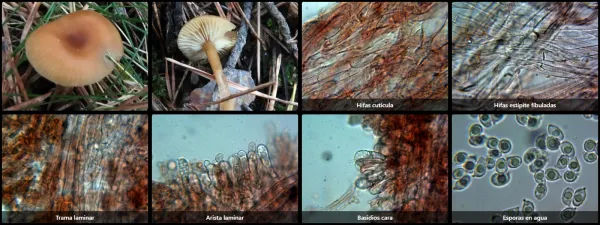 Microscopía de Rhodophana nitellina