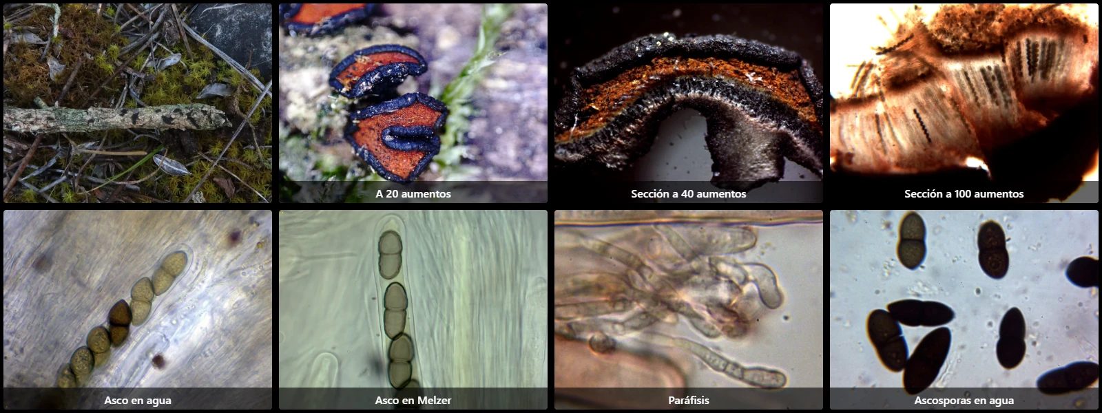Microscopía de Rhytidhysteron hysterinum