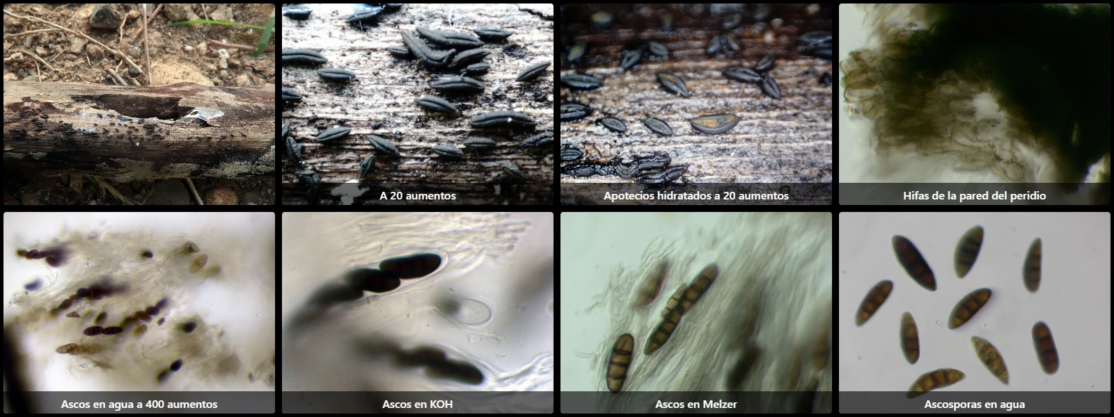 Microscopía de Rhytidhysteron neorufulum