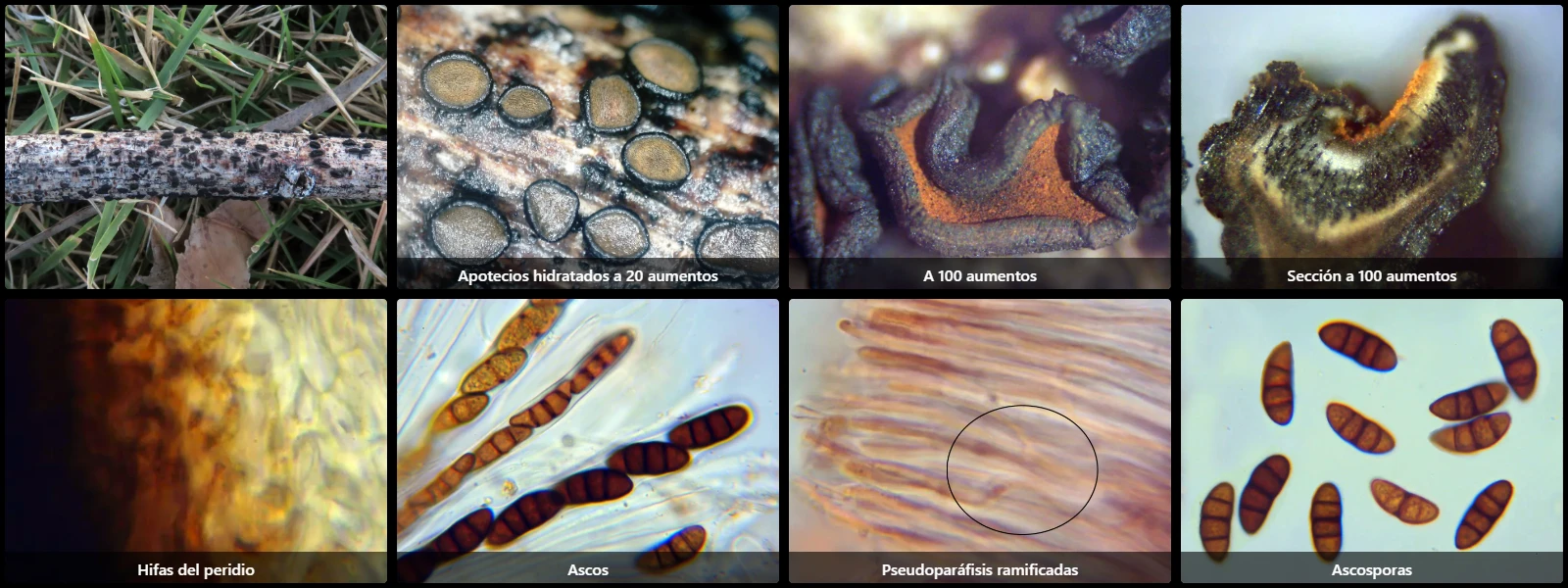 Microscopía de Rhytidhysteron rufulum