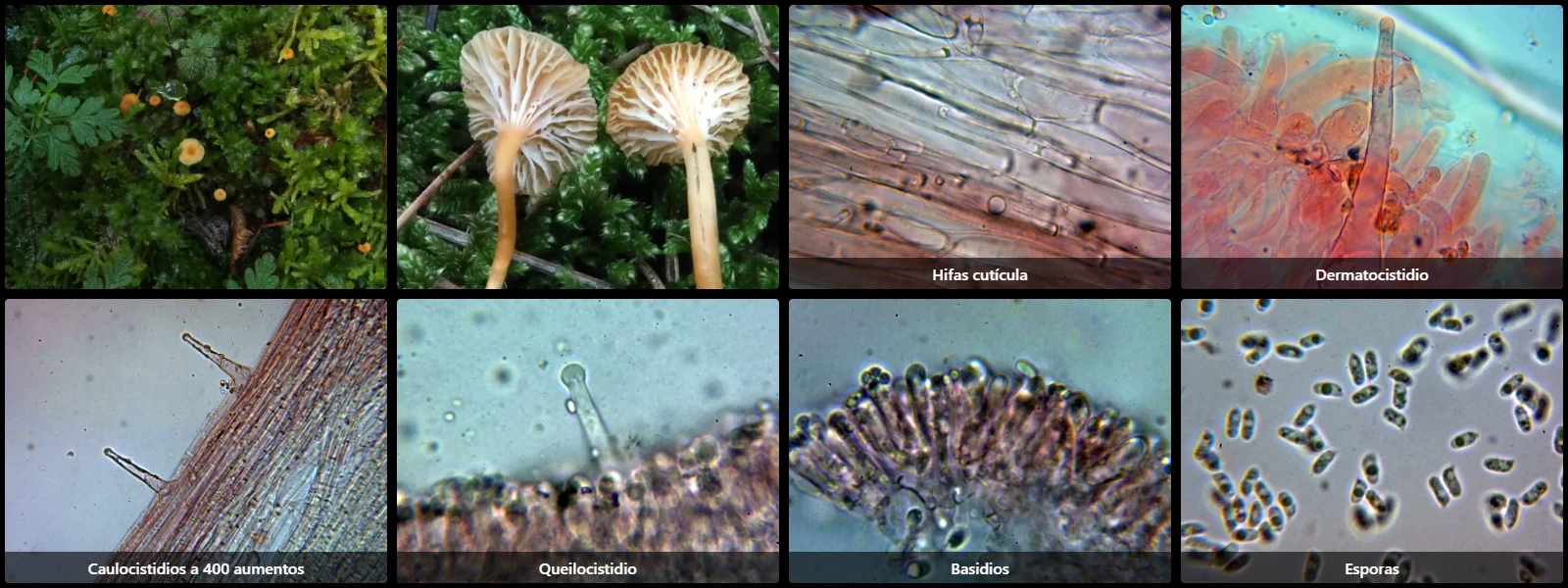 Microscopía de Rickenella fibula