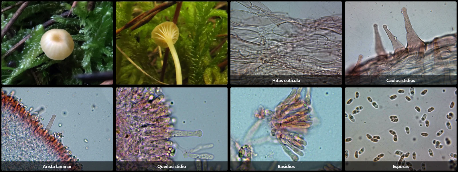 Microscopía de Rickenella mellea