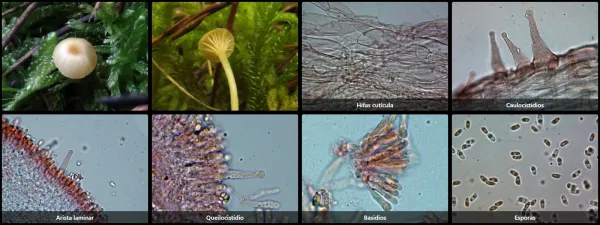 Microscopía de Rickenella mellea