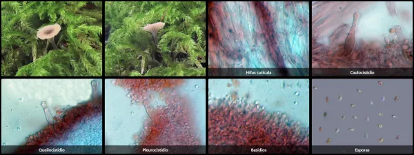 Microscopía de Rickenella swartzii