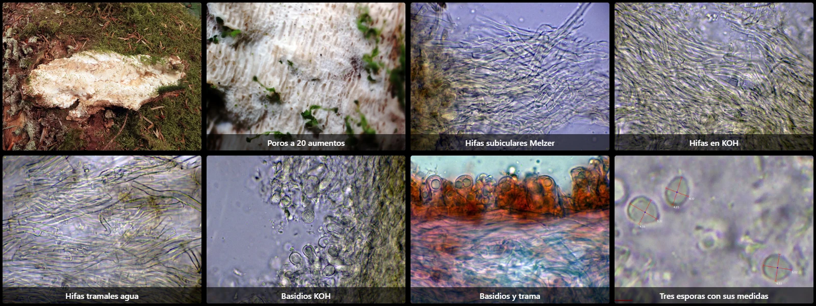 Microscopía de Rigidoporus crocatus