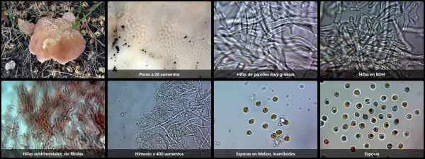 Microscopía de Rigidoporus microporus