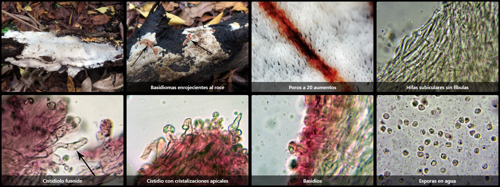 Microscopía de Rigidoporus sanguinolentus
