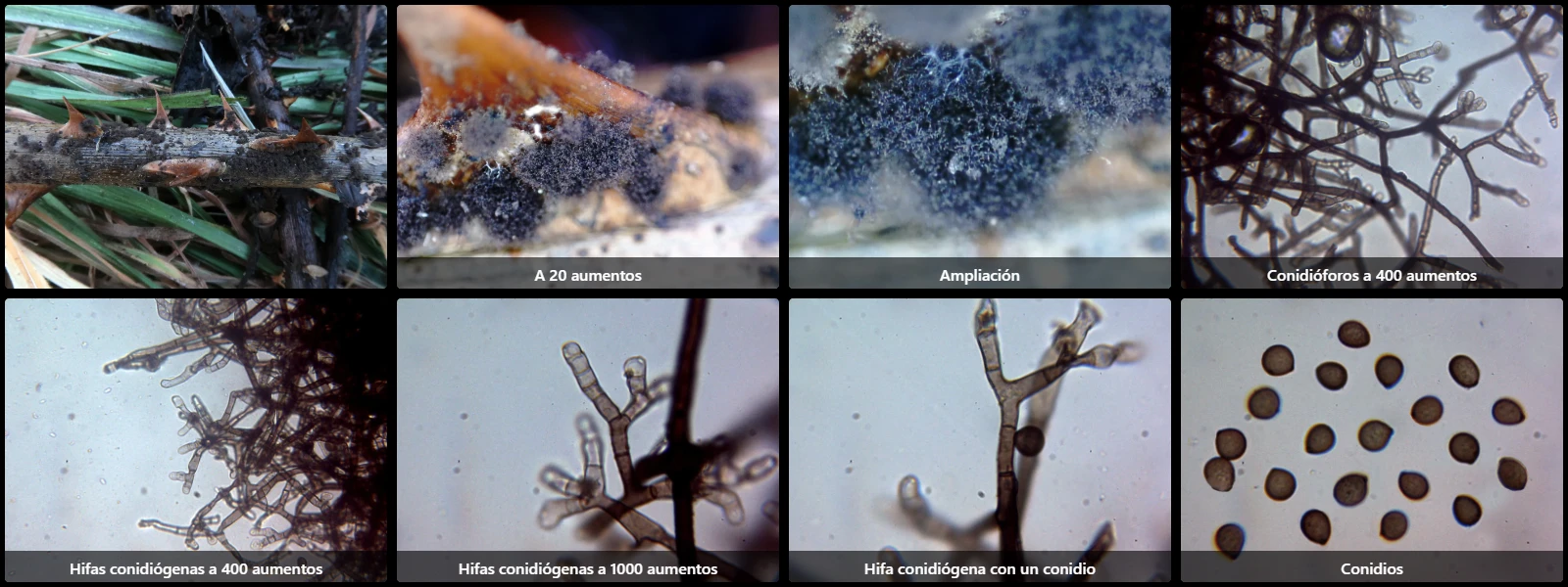 Microscopía de Rosellinia australiensis
